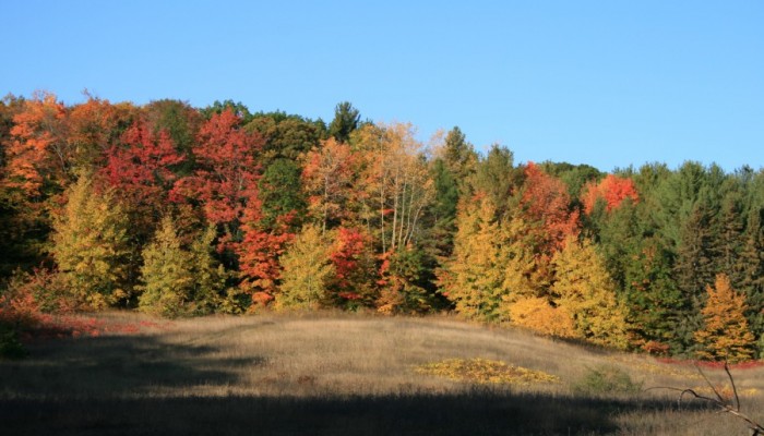 Pelizzari Natural Area 5